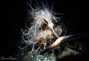 Striated frogfish with lure extended/Photographed with a ... by Laurie Slawson 